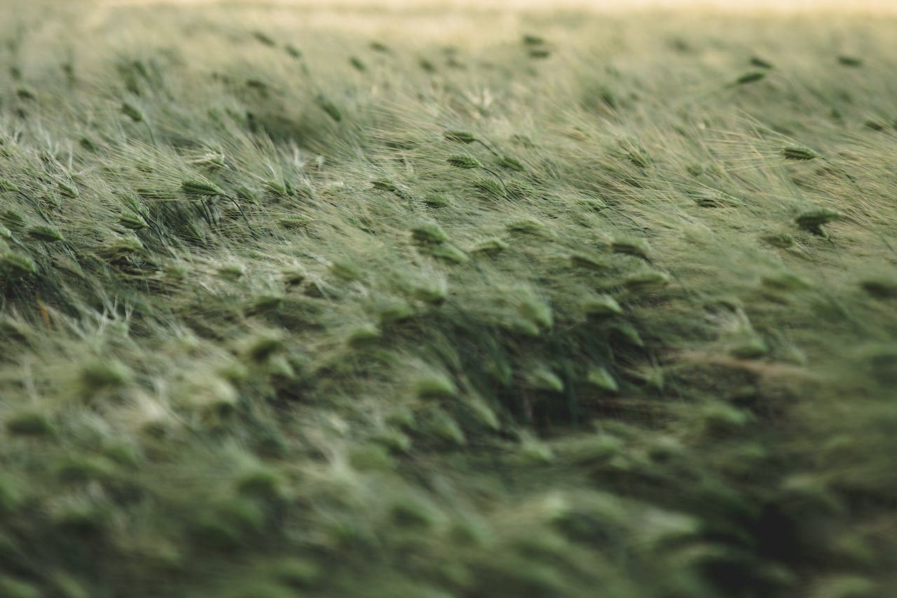 el viento pone a prueba las plantas